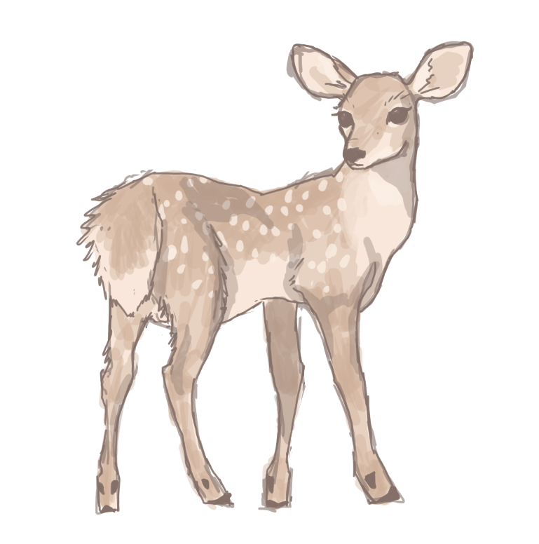 deer study